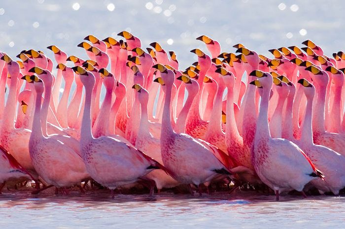 Gambar Flamingo Asli - KibrisPDR