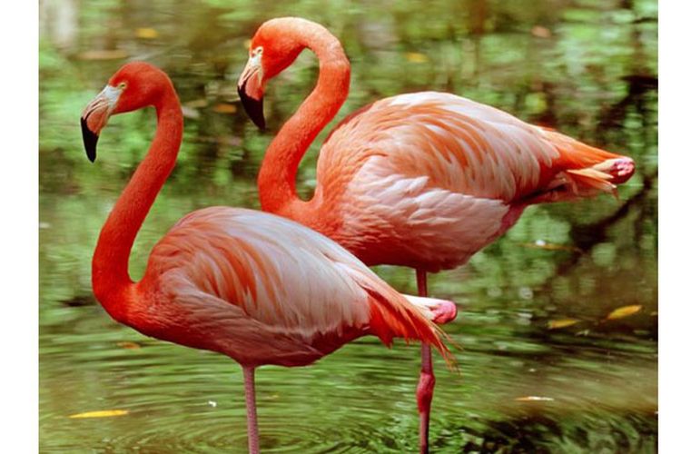 Detail Gambar Flamingo Asli Nomer 2