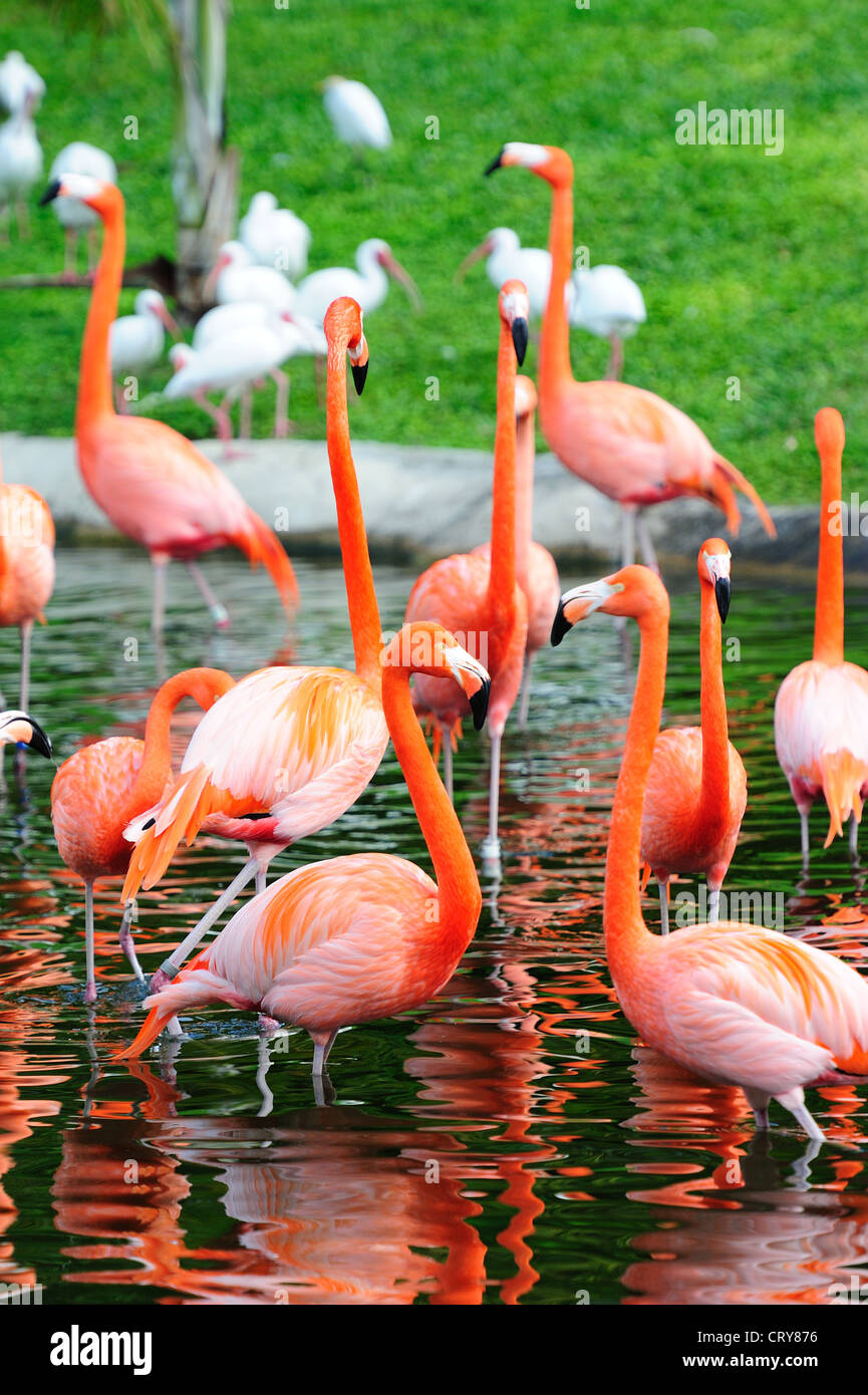 Detail Gambar Flamingo Asli Nomer 13