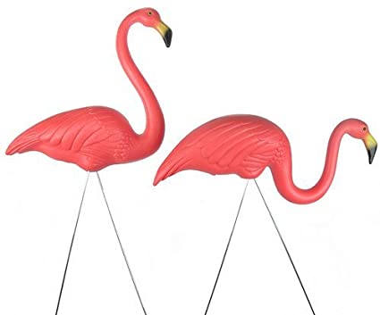 Detail Gambar Flamingo Asli Nomer 14