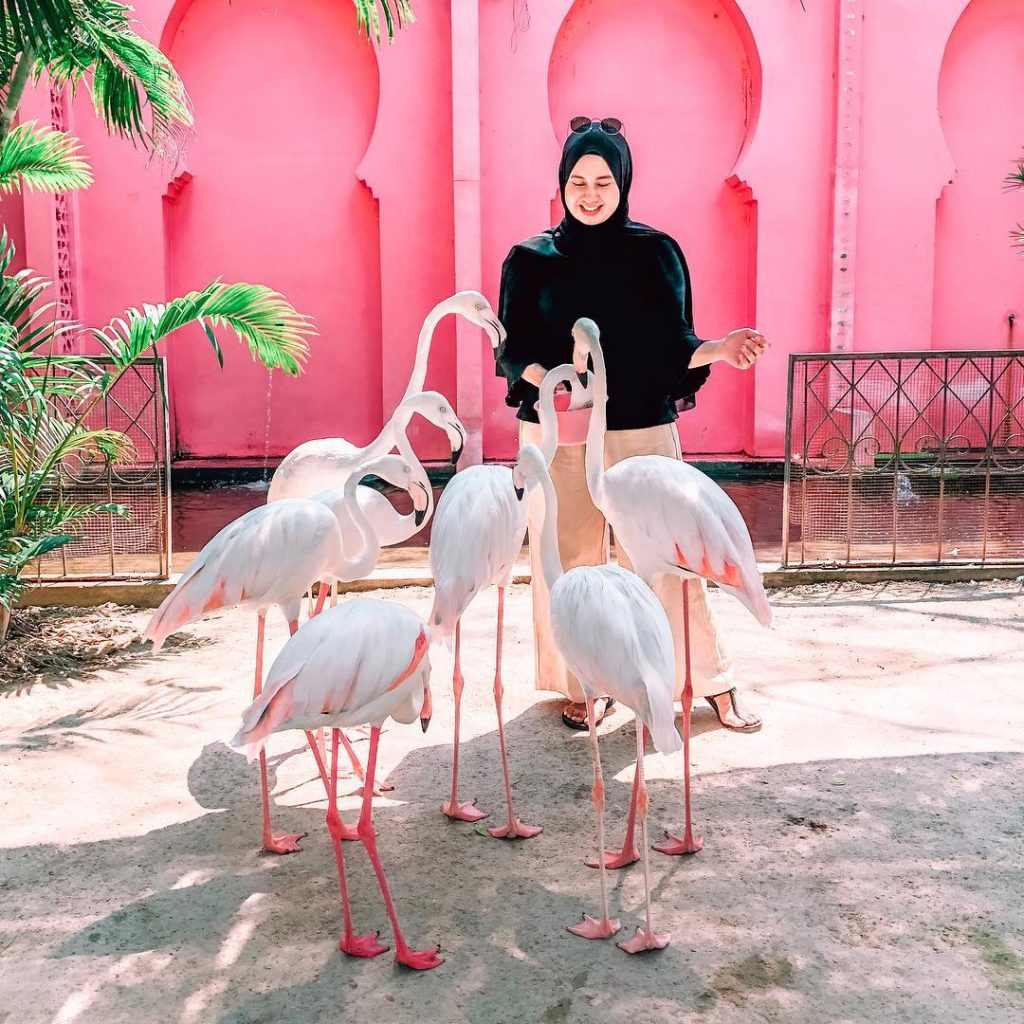 Detail Gambar Flamingo Asli Nomer 15