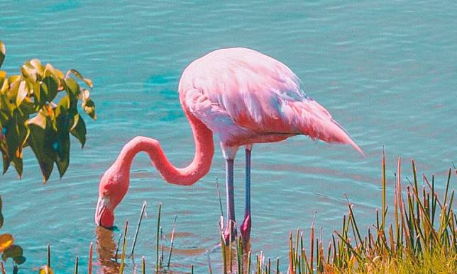 Detail Gambar Flamingo Asli Nomer 16
