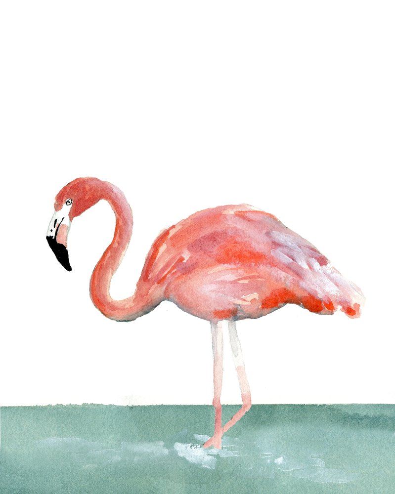 Detail Gambar Flamingo Asli Nomer 19