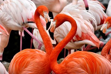 Detail Gambar Flamingo Asli Nomer 3