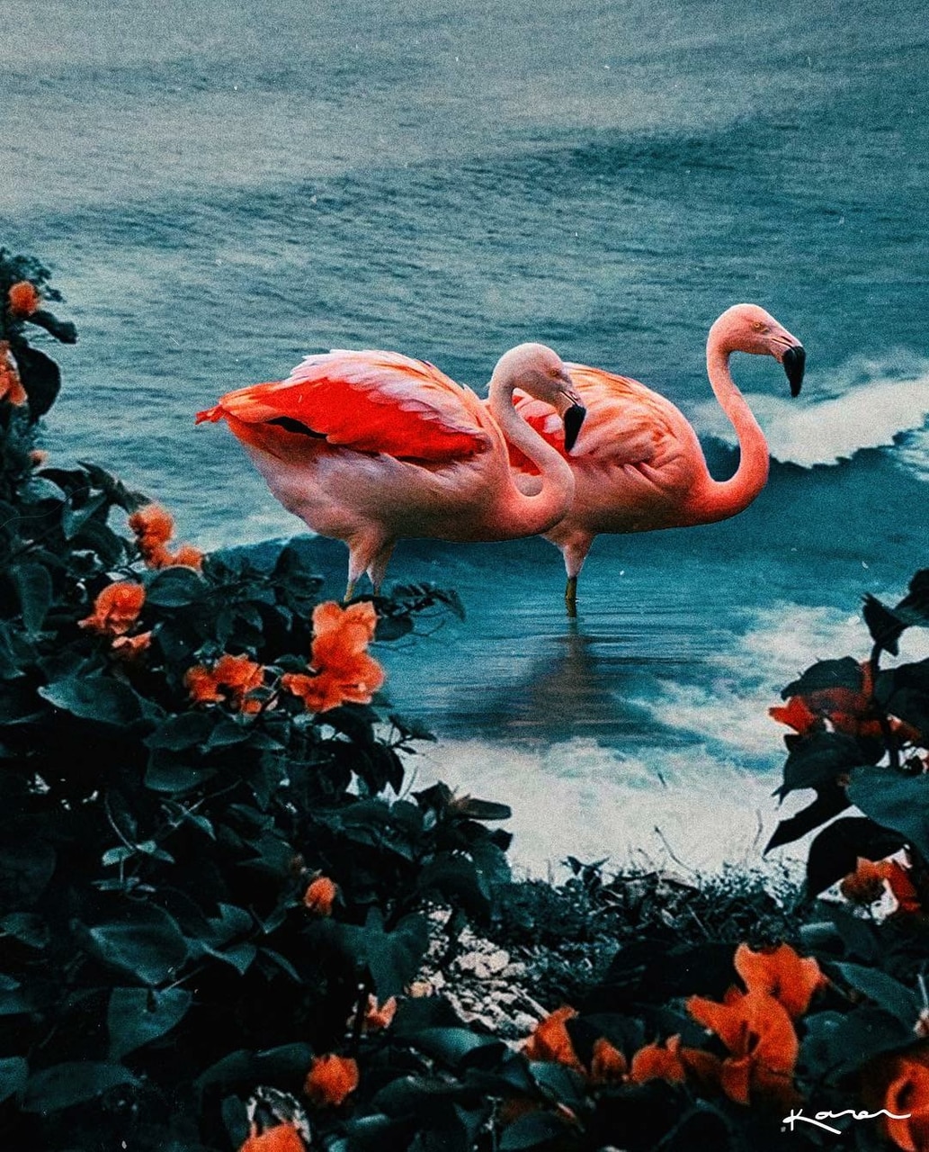 Detail Gambar Flamingo Asli Nomer 25
