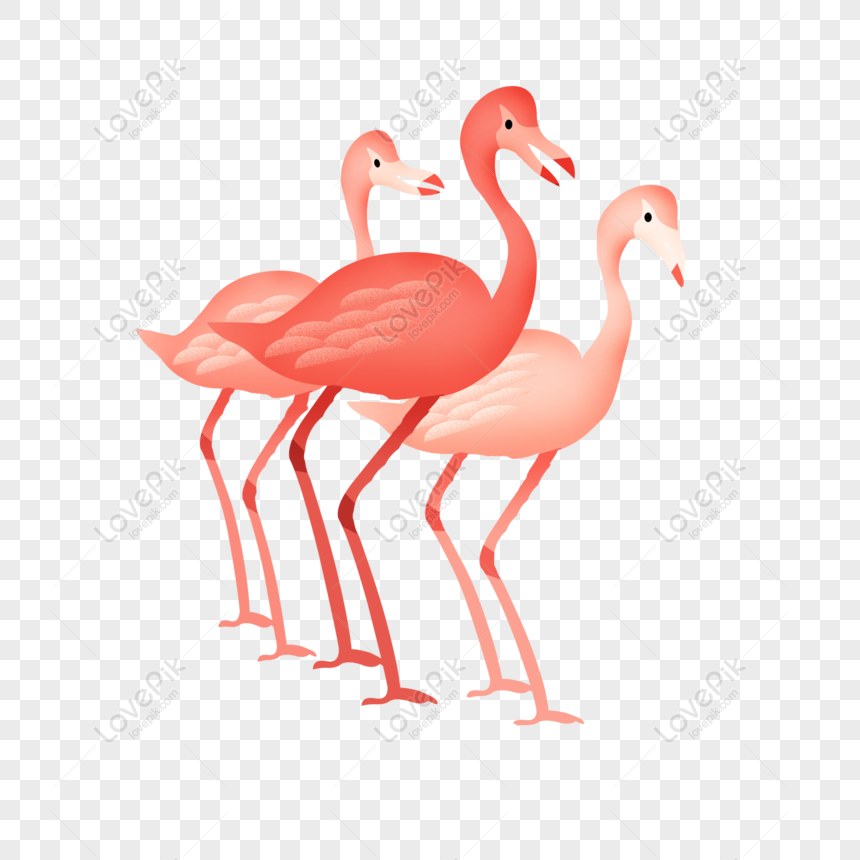 Detail Gambar Flamingo Asli Nomer 28