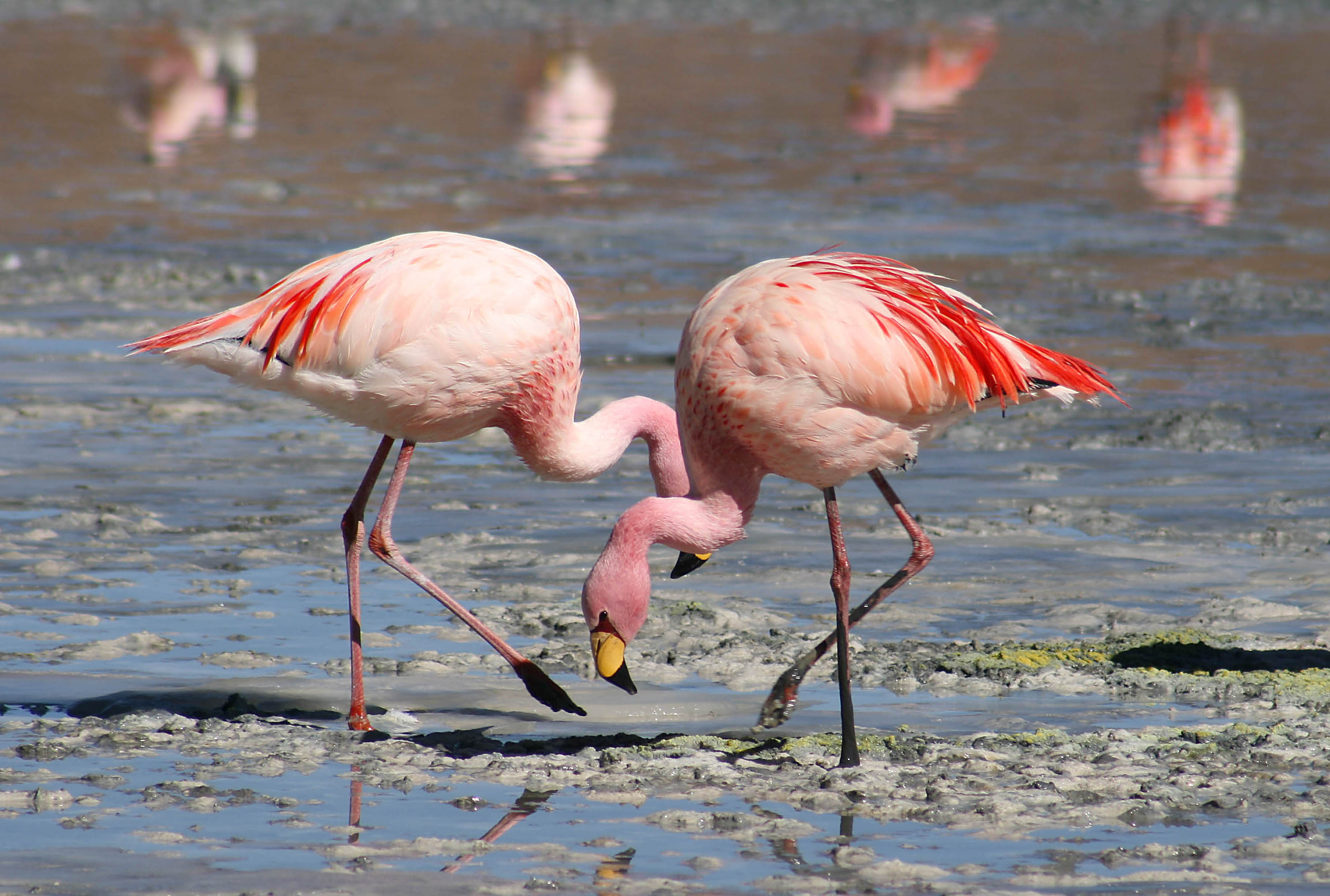 Detail Gambar Flamingo Asli Nomer 4