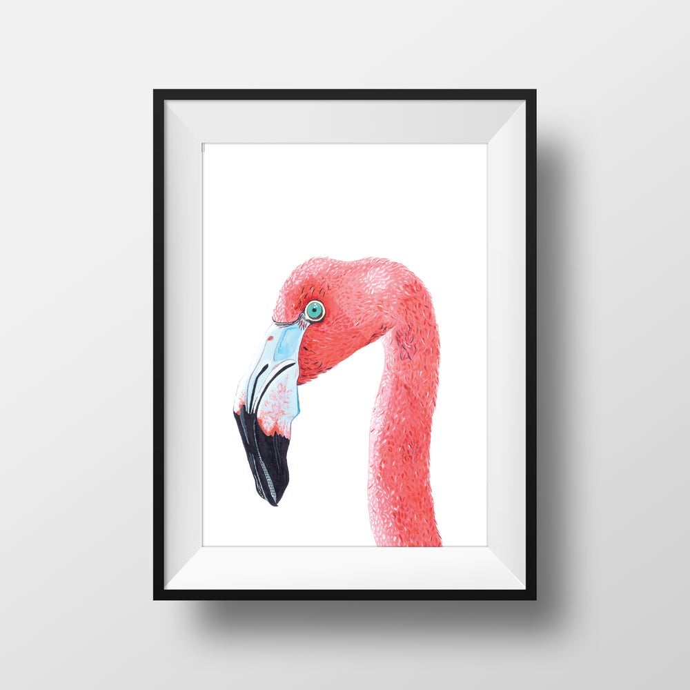 Detail Gambar Flamingo Asli Nomer 29