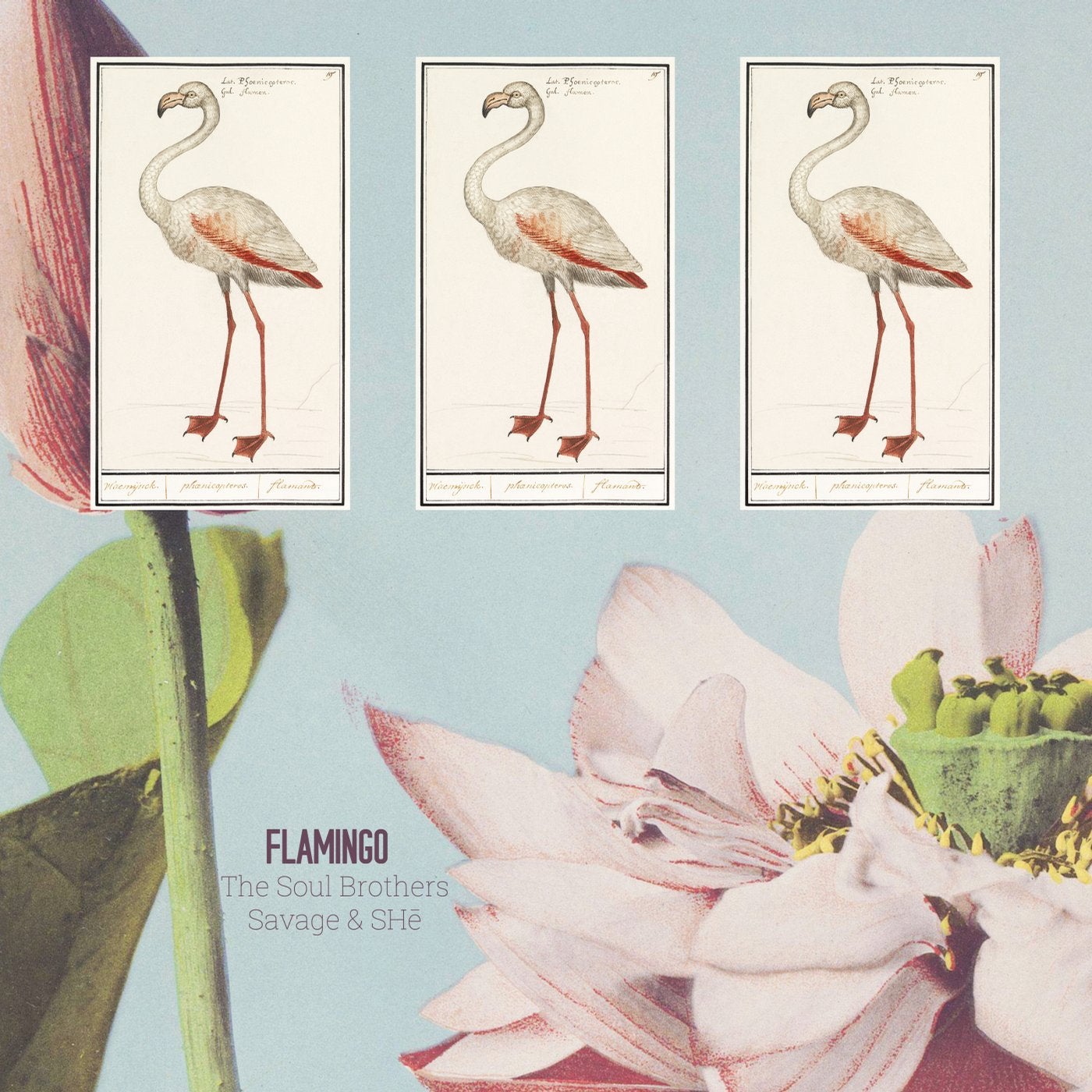 Detail Gambar Flamingo Asli Nomer 36