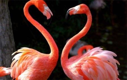 Detail Gambar Flamingo Asli Nomer 37