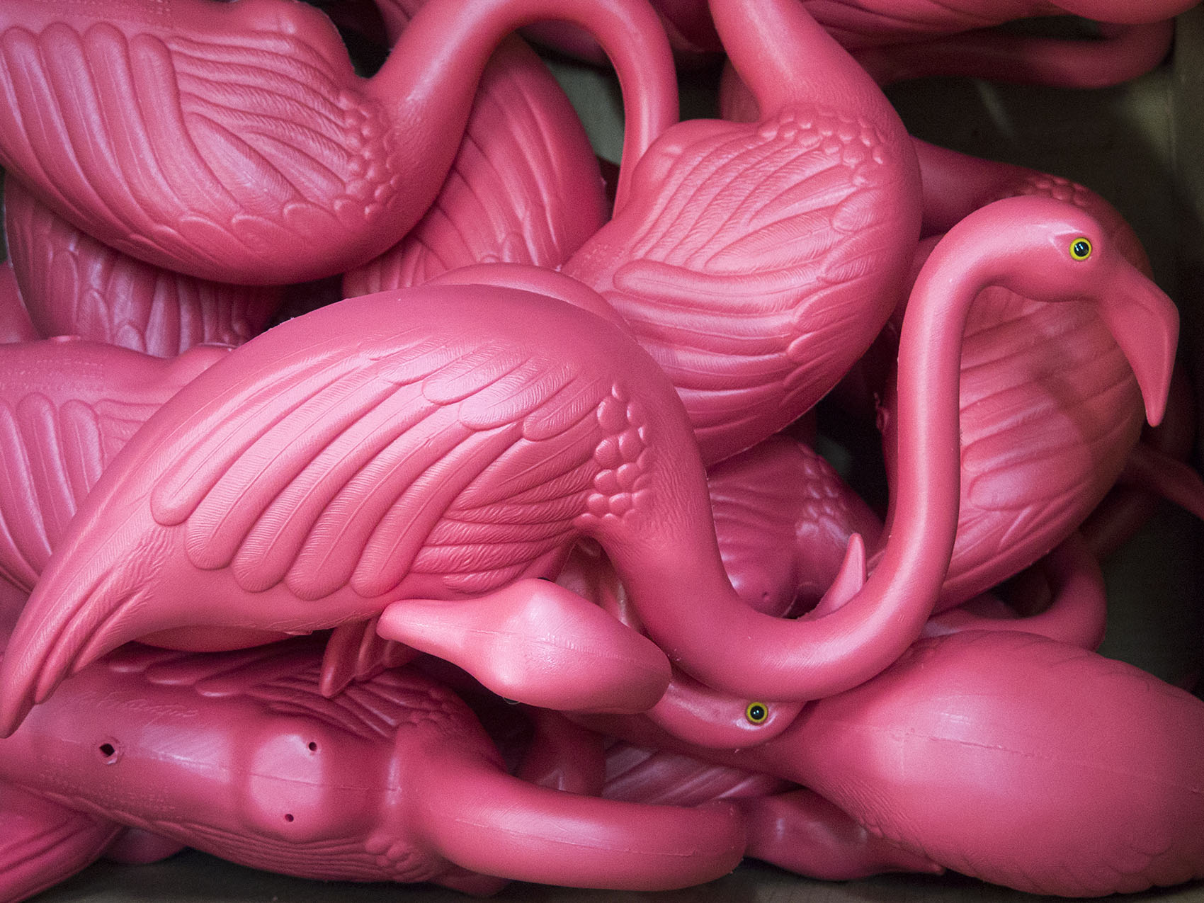 Detail Gambar Flamingo Asli Nomer 38