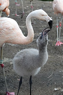 Detail Gambar Flamingo Asli Nomer 44