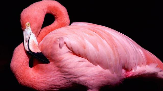 Detail Gambar Flamingo Asli Nomer 6