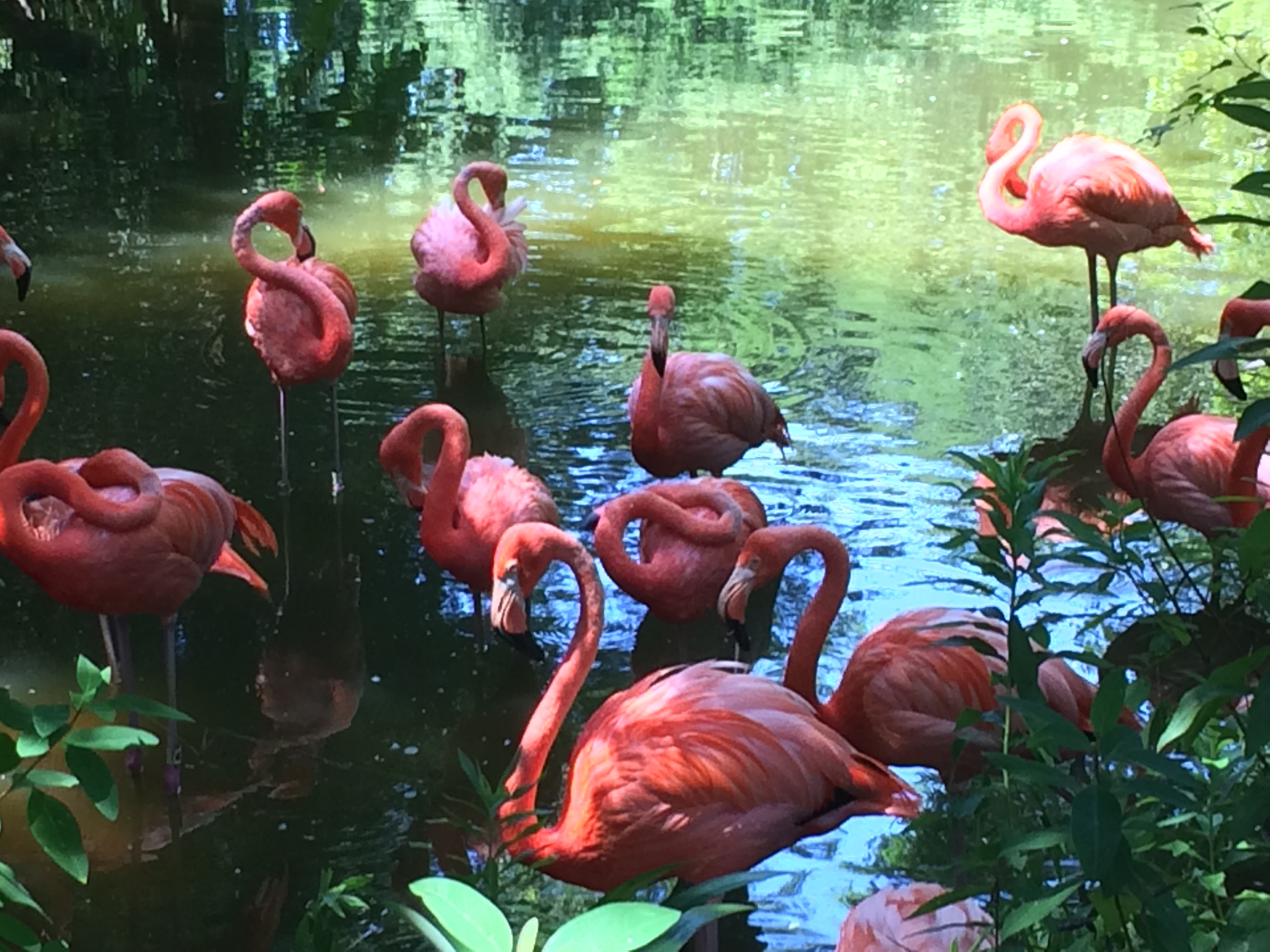Detail Gambar Flamingo Asli Nomer 47
