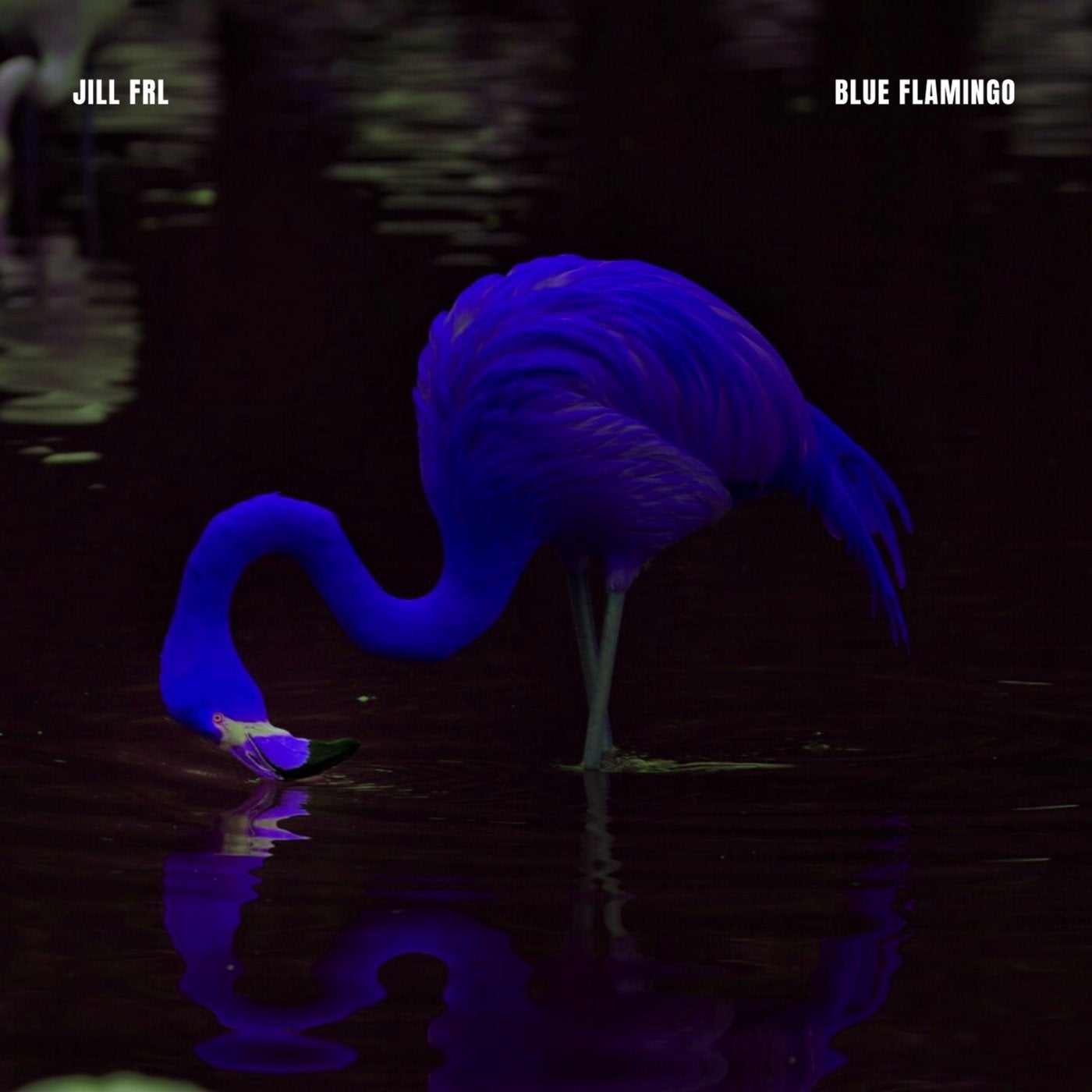 Detail Gambar Flamingo Asli Nomer 48