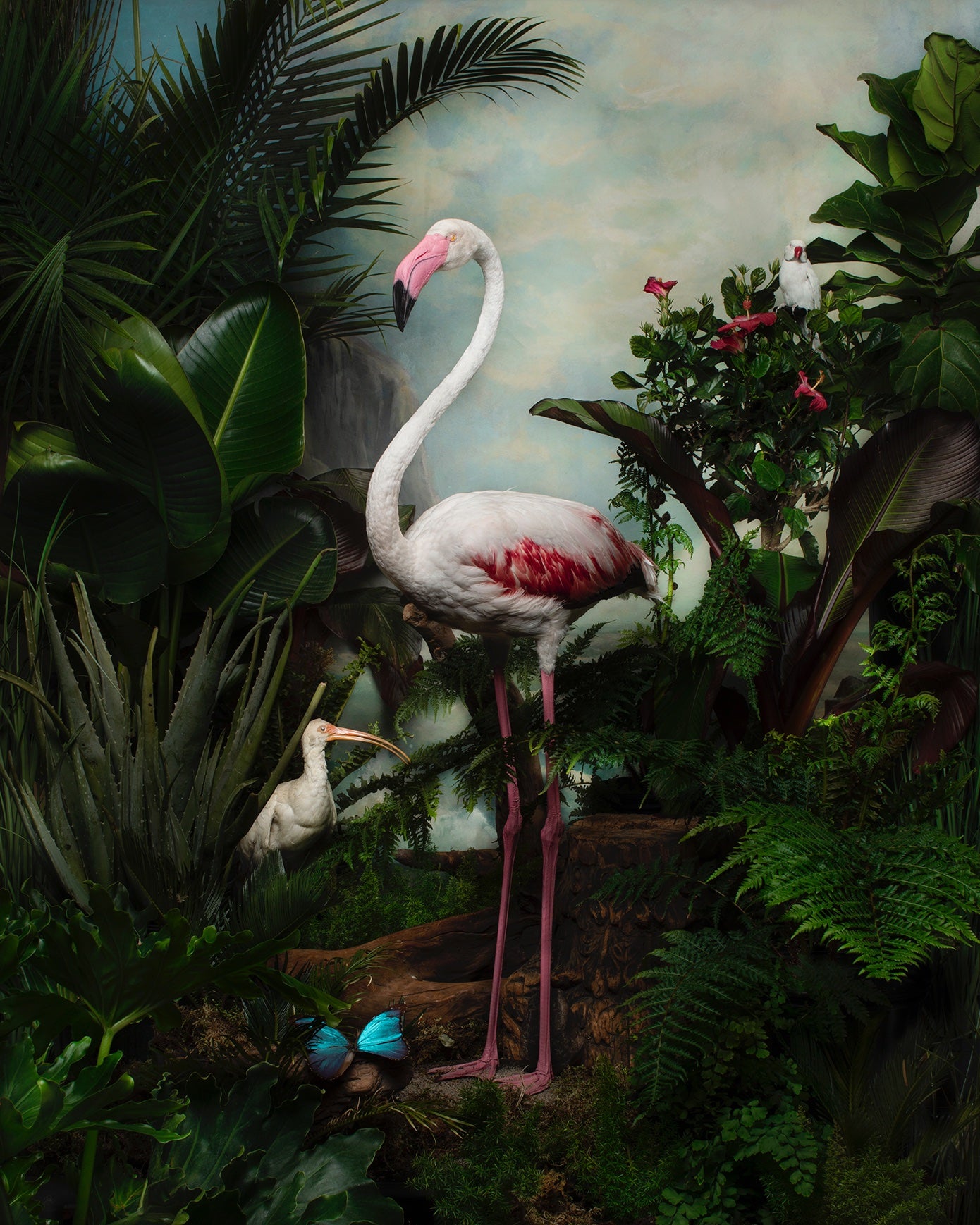 Detail Gambar Flamingo Asli Nomer 53