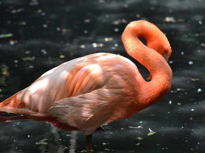 Detail Gambar Flamingo Asli Nomer 10