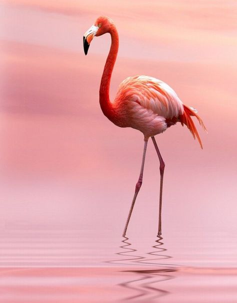 Detail Gambar Flamingo Pink Nomer 2