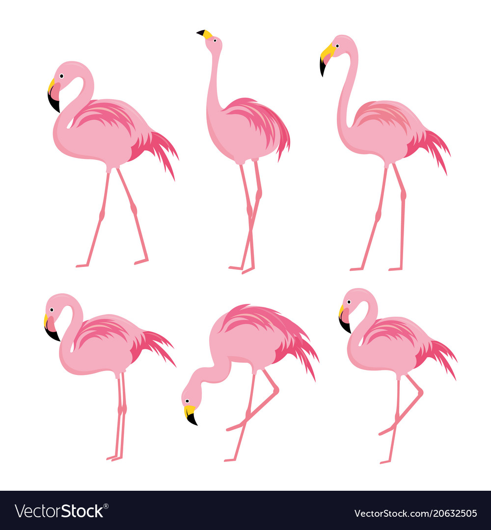 Detail Gambar Flamingo Pink Nomer 17