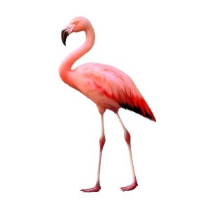 Download Gambar Flamingo Pink Nomer 28