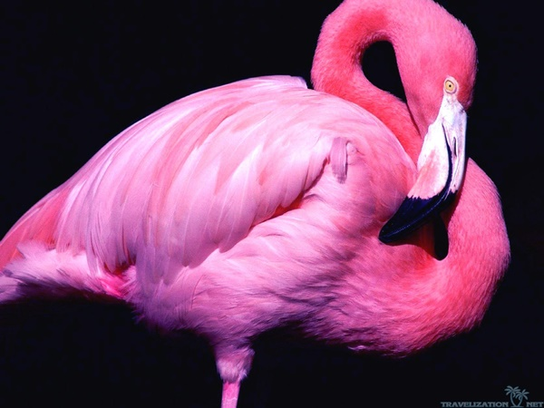 Detail Gambar Flamingo Pink Nomer 29