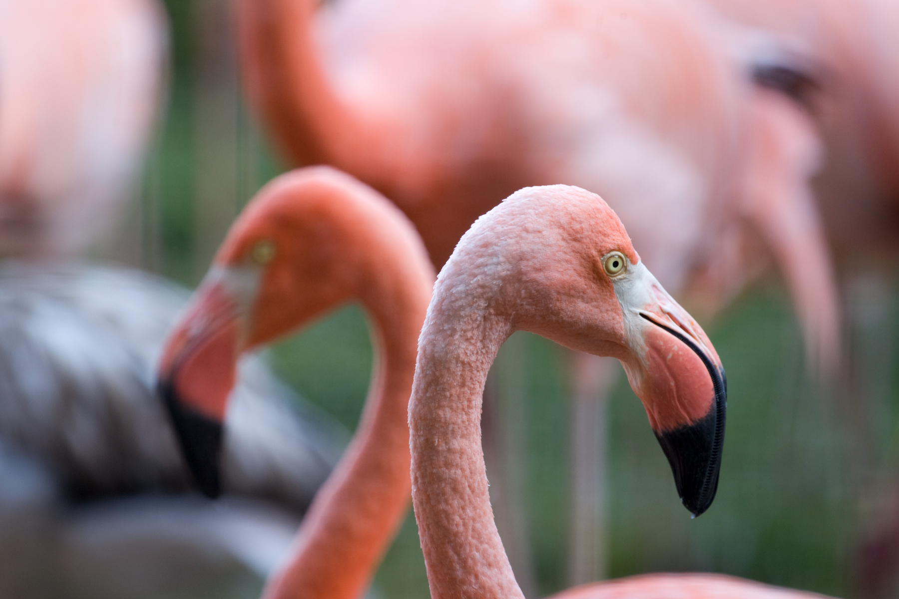 Detail Gambar Flamingo Pink Nomer 47