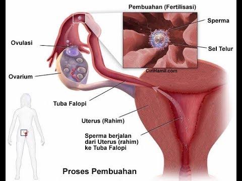 Detail Gambar Flek Tanda Hamil Nomer 34