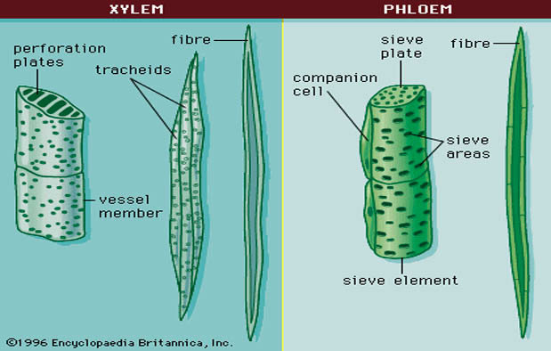 Detail Gambar Floem Dan Xilem Nomer 14