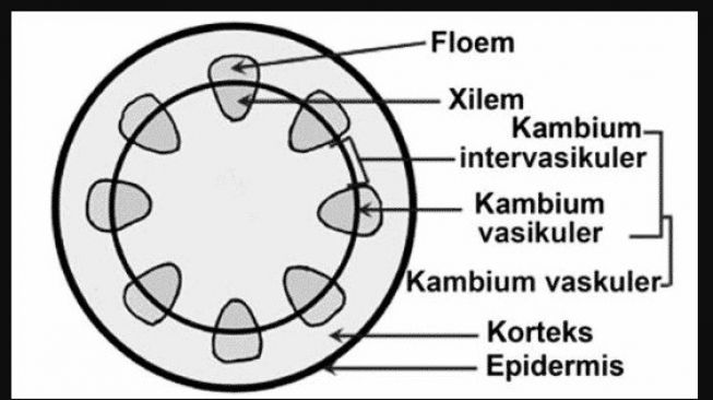 Detail Gambar Floem Dan Xilem Nomer 18