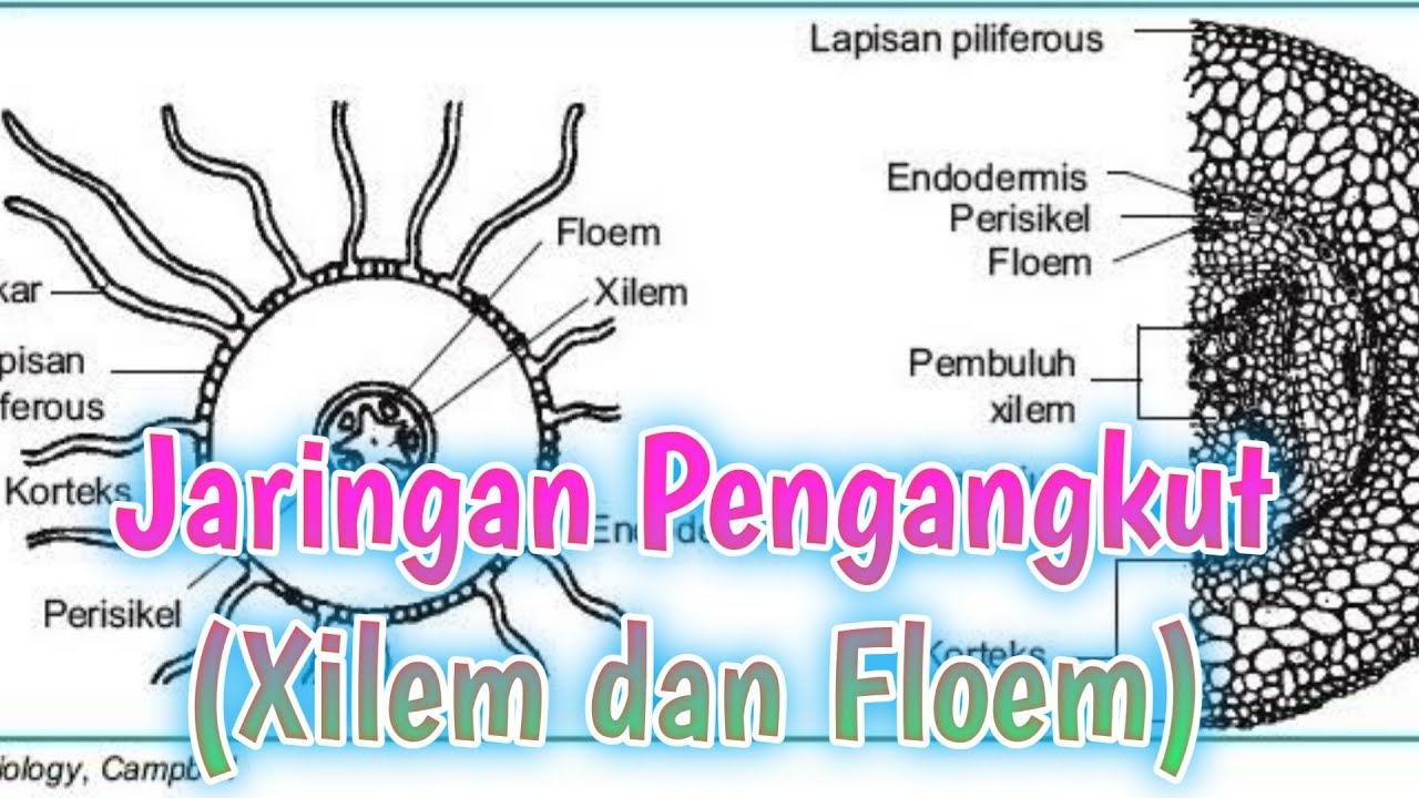 Detail Gambar Floem Dan Xilem Nomer 21