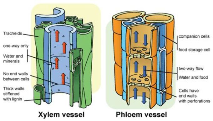 Detail Gambar Floem Dan Xilem Nomer 29