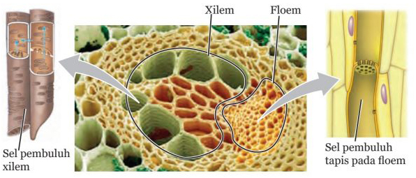 Detail Gambar Floem Dan Xilem Nomer 31