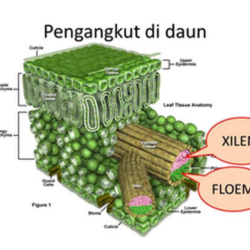 Detail Gambar Floem Dan Xilem Nomer 34