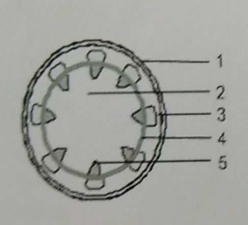 Detail Gambar Floem Dan Xilem Nomer 36