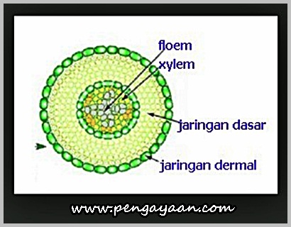 Detail Gambar Floem Dan Xilem Nomer 45