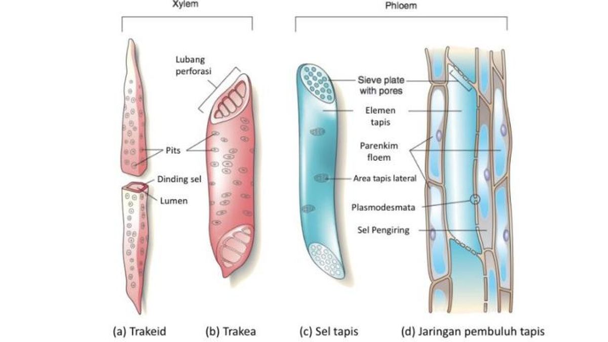 Detail Gambar Floem Dan Xilem Nomer 7