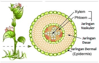 Detail Gambar Floem Dan Xilem Nomer 8