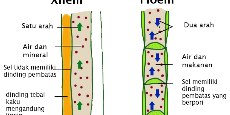 Detail Gambar Floem Dan Xilem Nomer 9