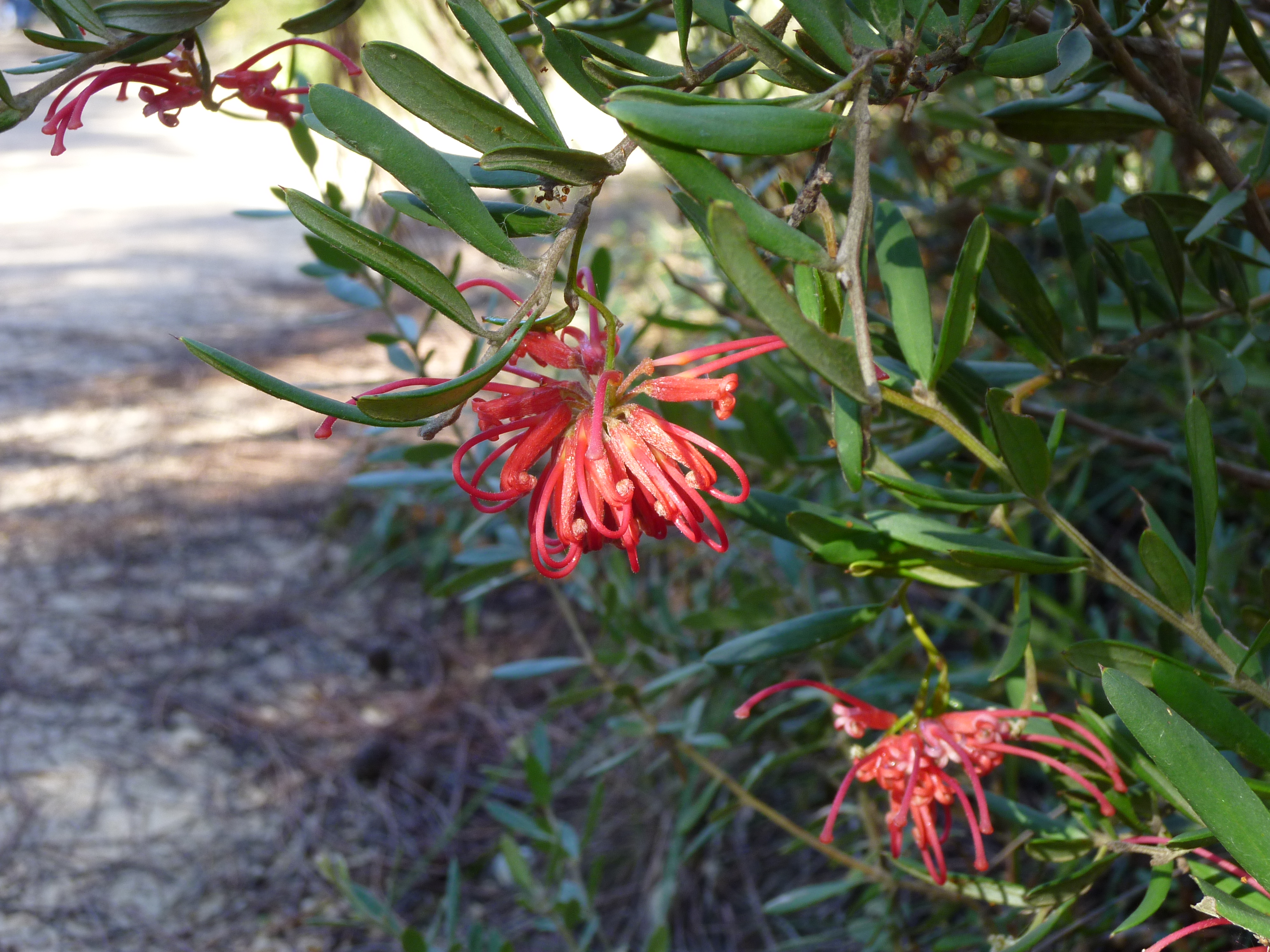 Detail Gambar Flora Australis Nomer 13