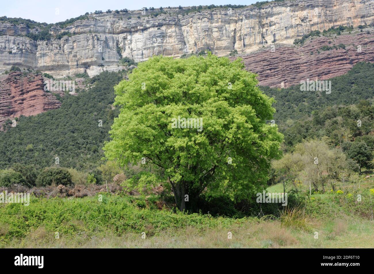 Detail Gambar Flora Australis Nomer 48