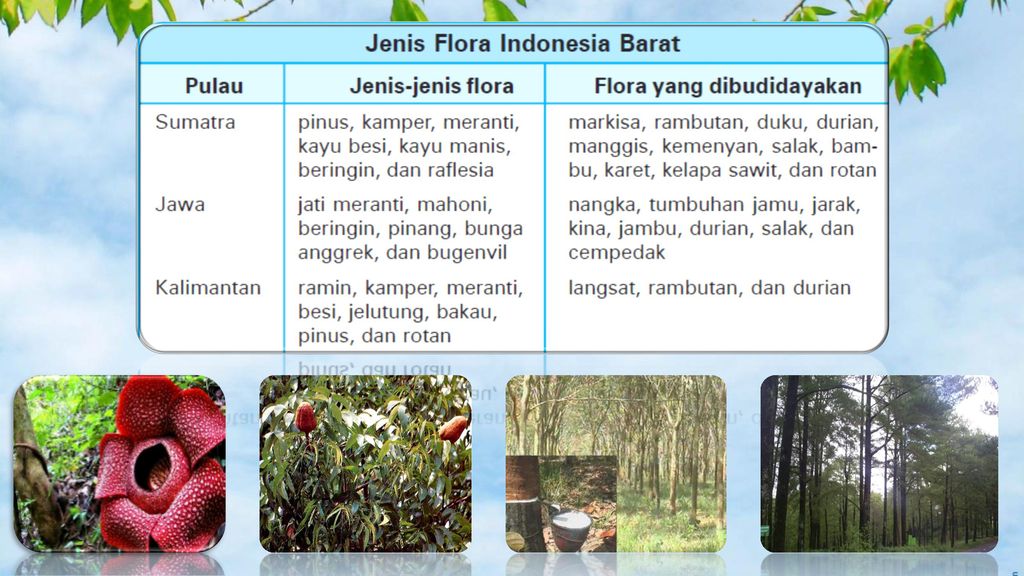 Detail Gambar Flora Bagian Timur Nomer 20