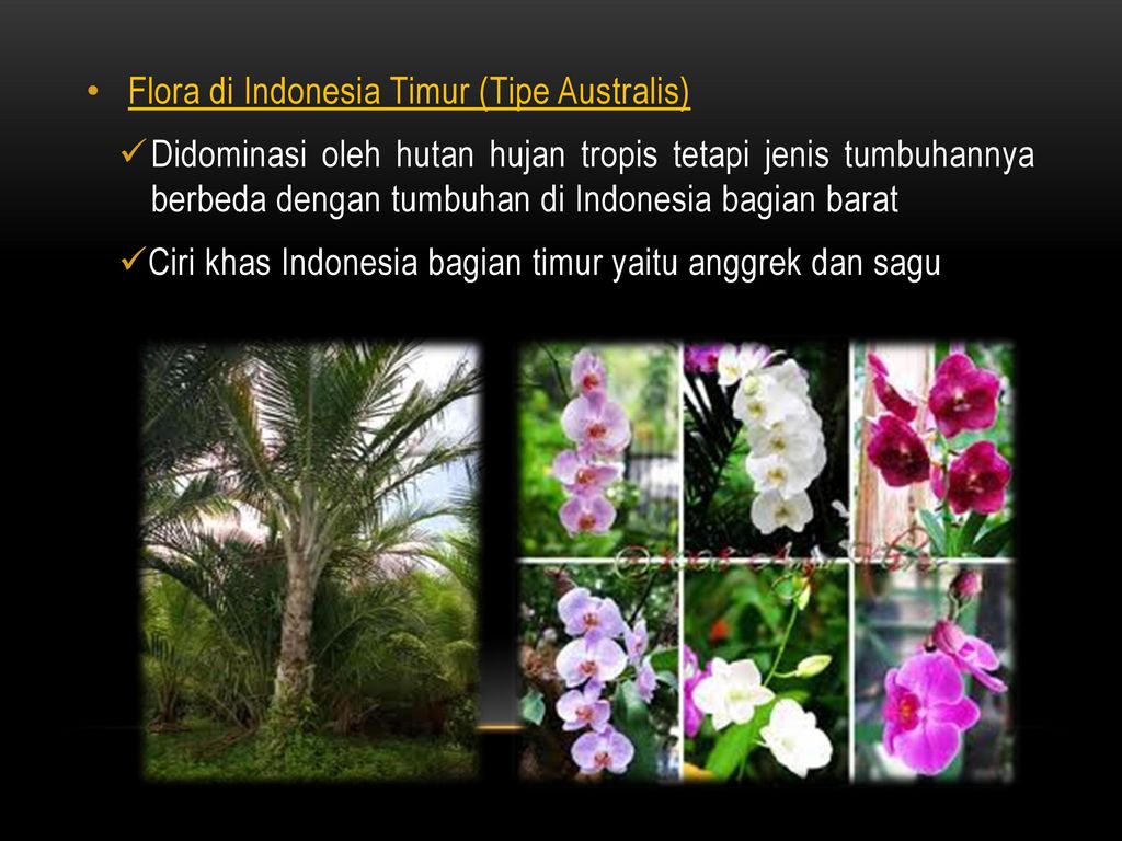Detail Gambar Flora Bagian Timur Indonesia Nomer 24