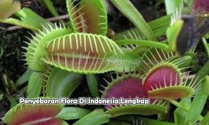 Detail Gambar Flora Bagian Timur Indonesia Nomer 38