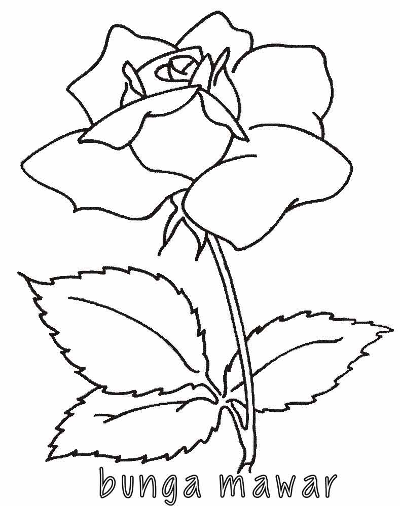 Detail Gambar Flora Bunga Mawar Nomer 4