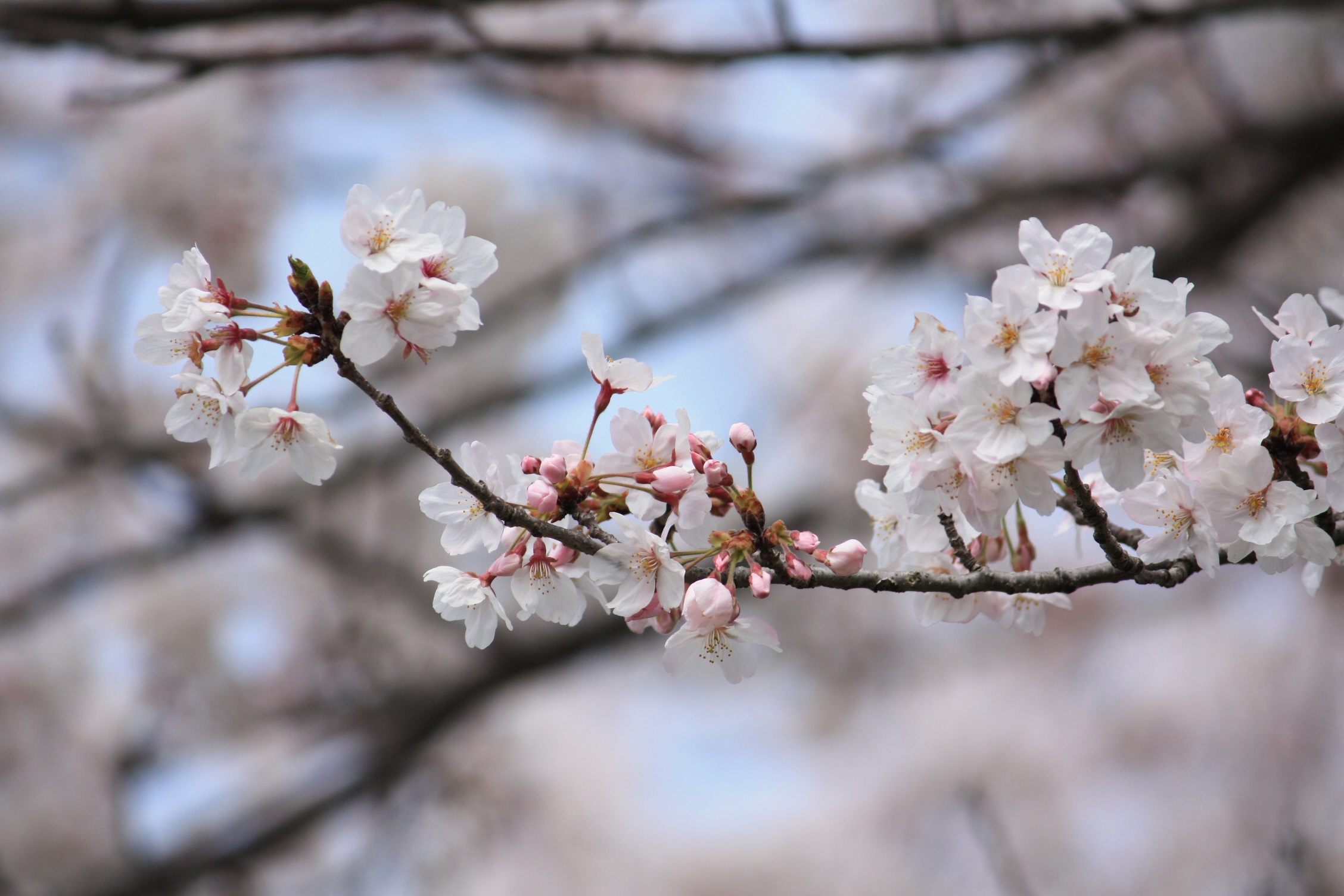 Detail Gambar Flora Bunga Sakura Nomer 14