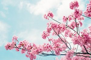 Detail Gambar Flora Bunga Sakura Nomer 15