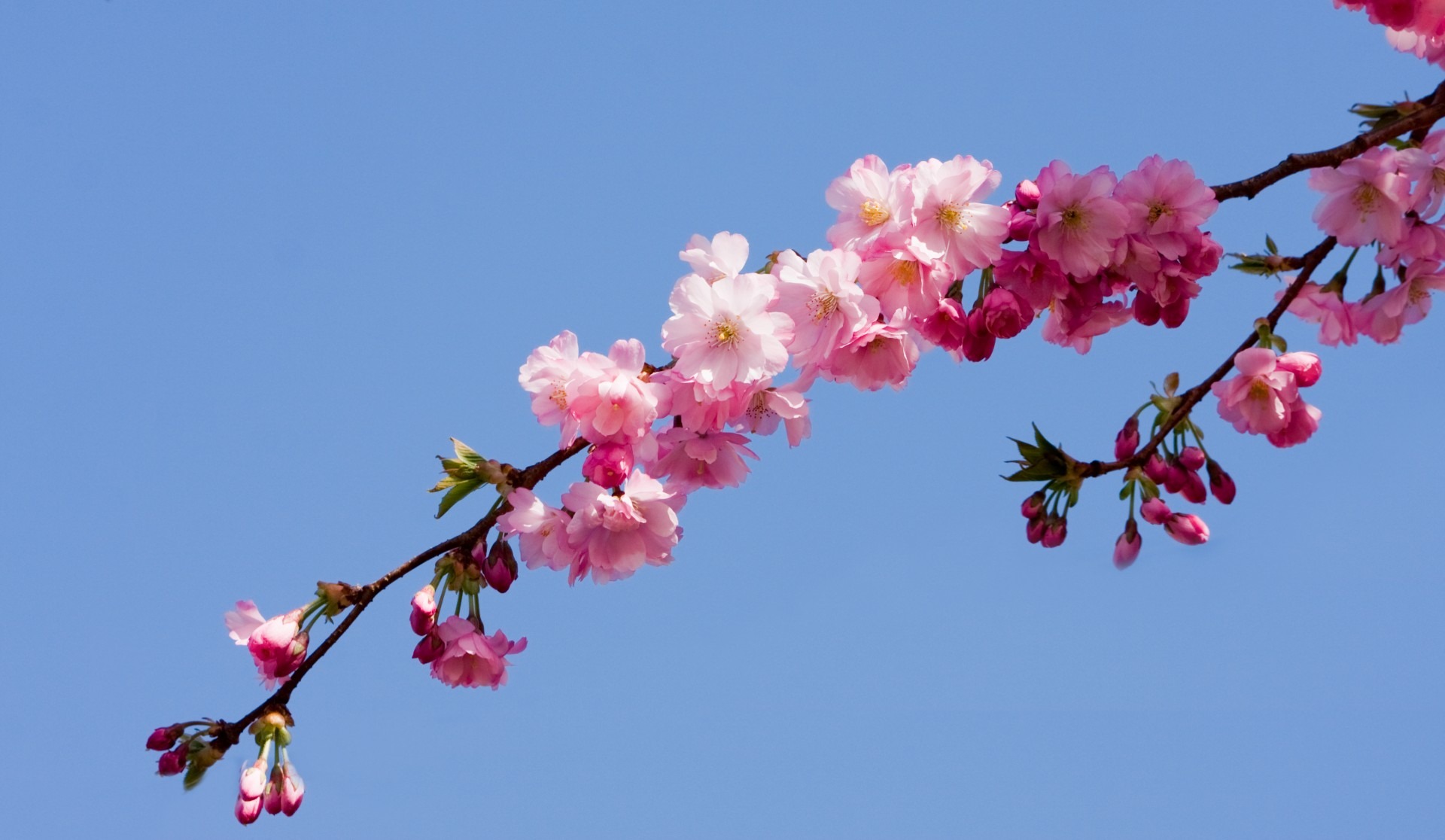 Detail Gambar Flora Bunga Sakura Nomer 21