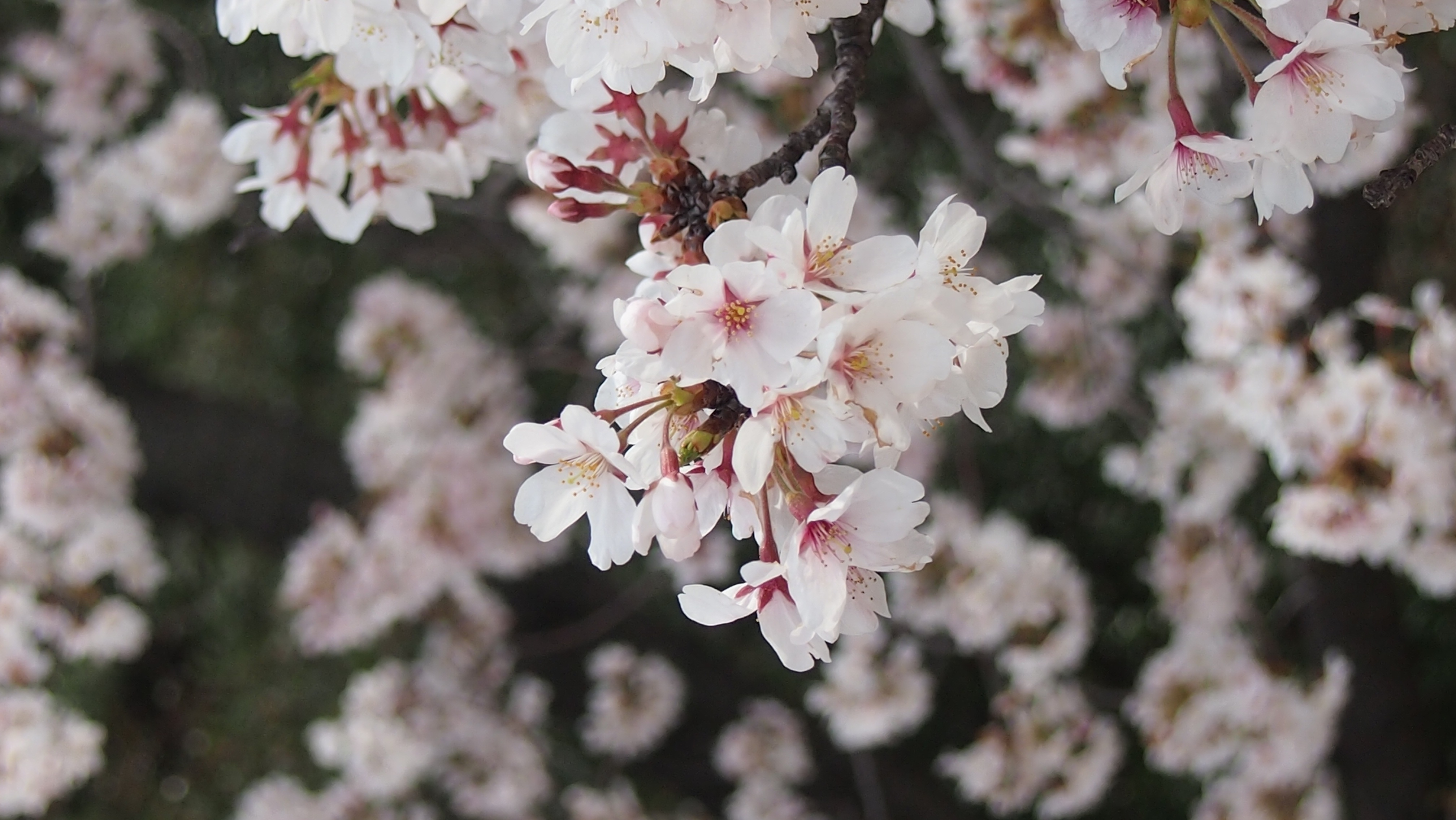 Detail Gambar Flora Bunga Sakura Nomer 32