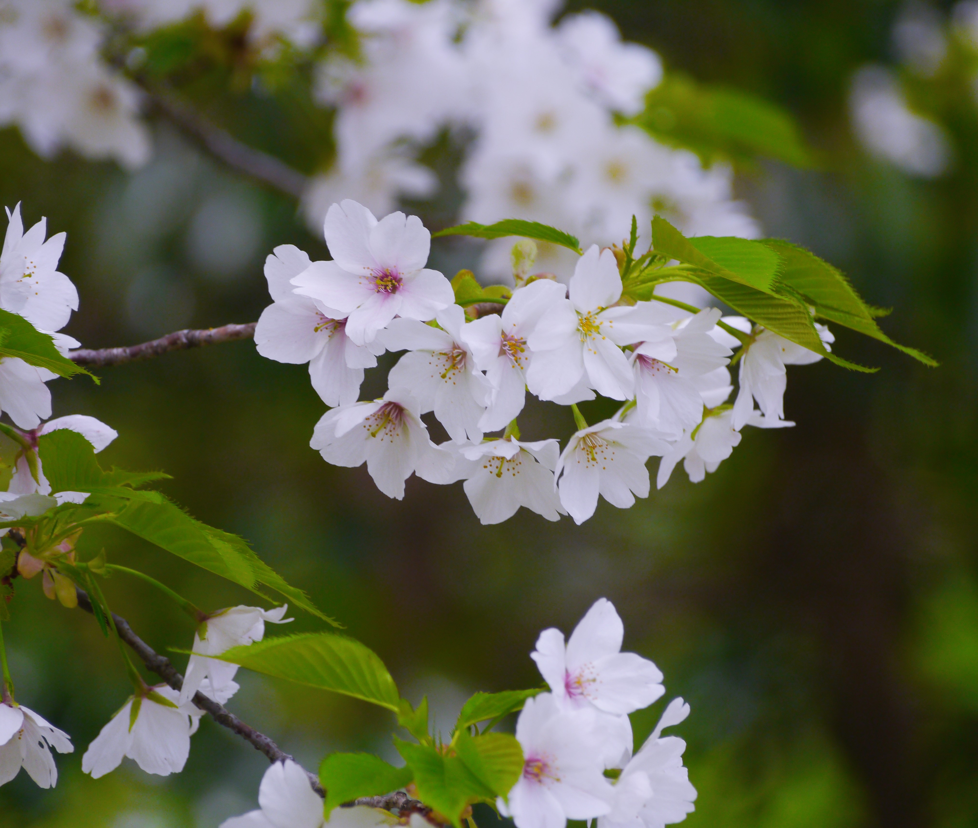 Detail Gambar Flora Bunga Sakura Nomer 36