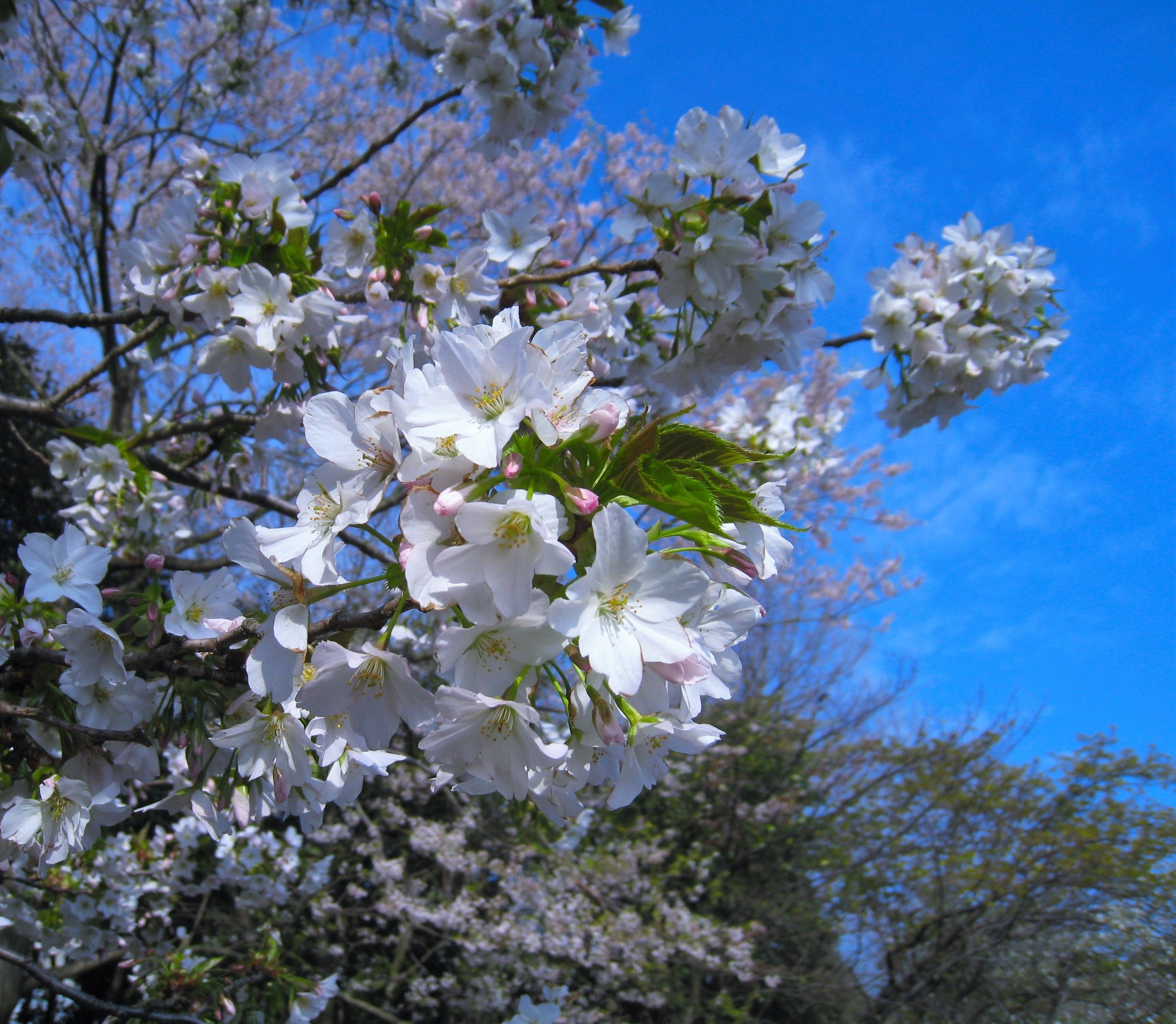 Detail Gambar Flora Bunga Sakura Nomer 38